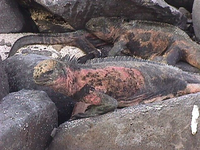 Red and Black Sea Iguanas